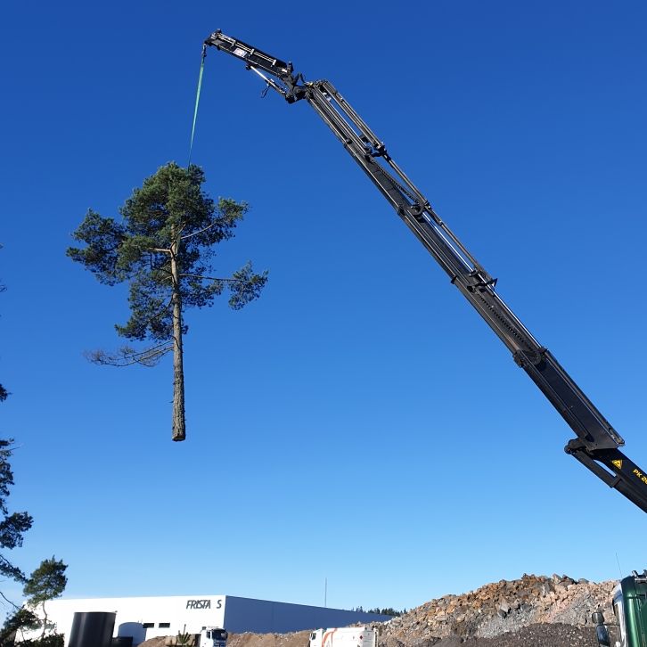Helt träd lyfts ut med kranbil mot blå himmel