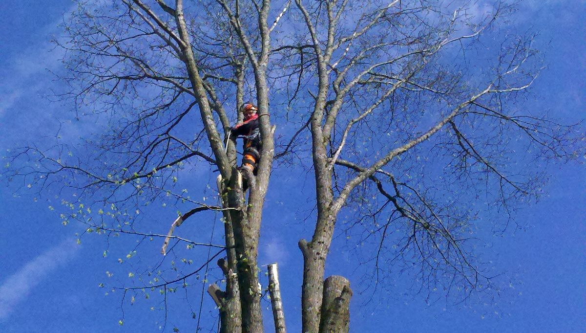Arborist fäller träd sektionsvis högt uppe i trädkrona